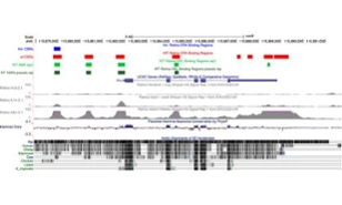 mouse rhodopsin gene