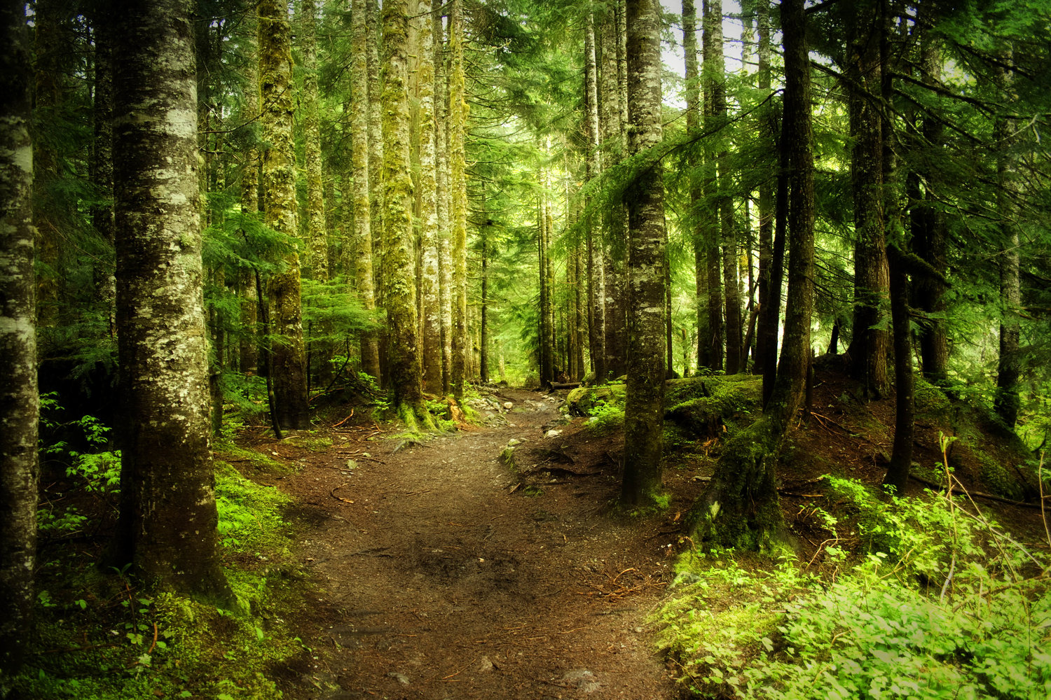 woods-tranquil.jpg