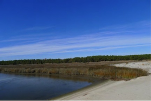 Salt marsh at Bluff Point in Northumberland County, Va.