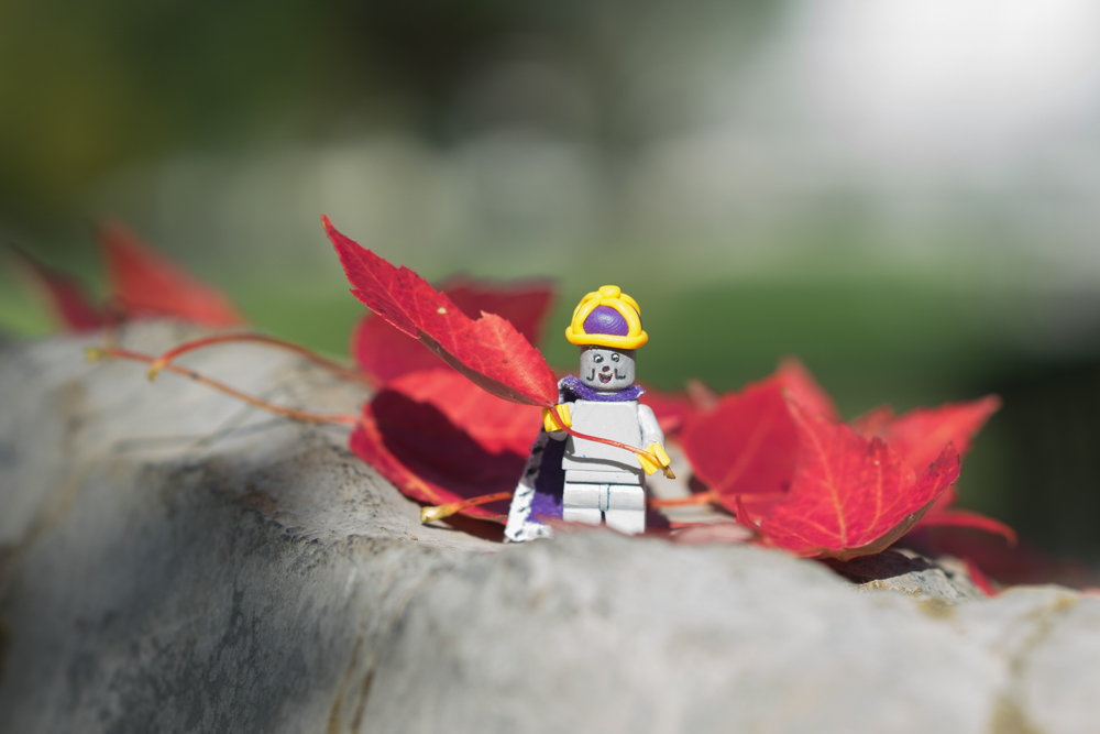 Lego Duke Dog holding a red fall leaf