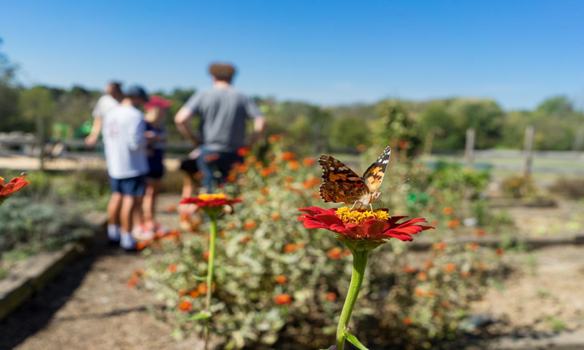 Close up of a butterfly on a bright red zinnia while 5 JMU students are gathered in the garden in the distance.