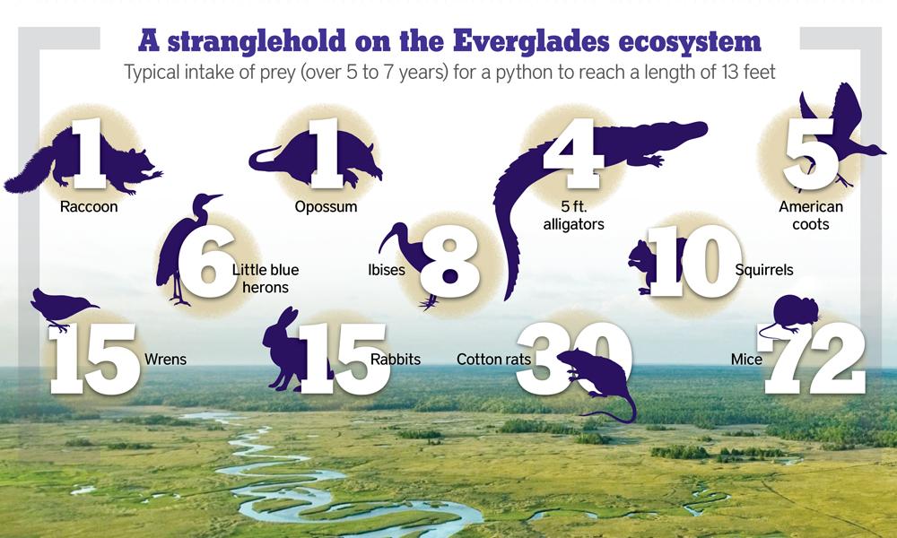 Infographic detailing prey a python needs to consume to reach a length of 13 feet