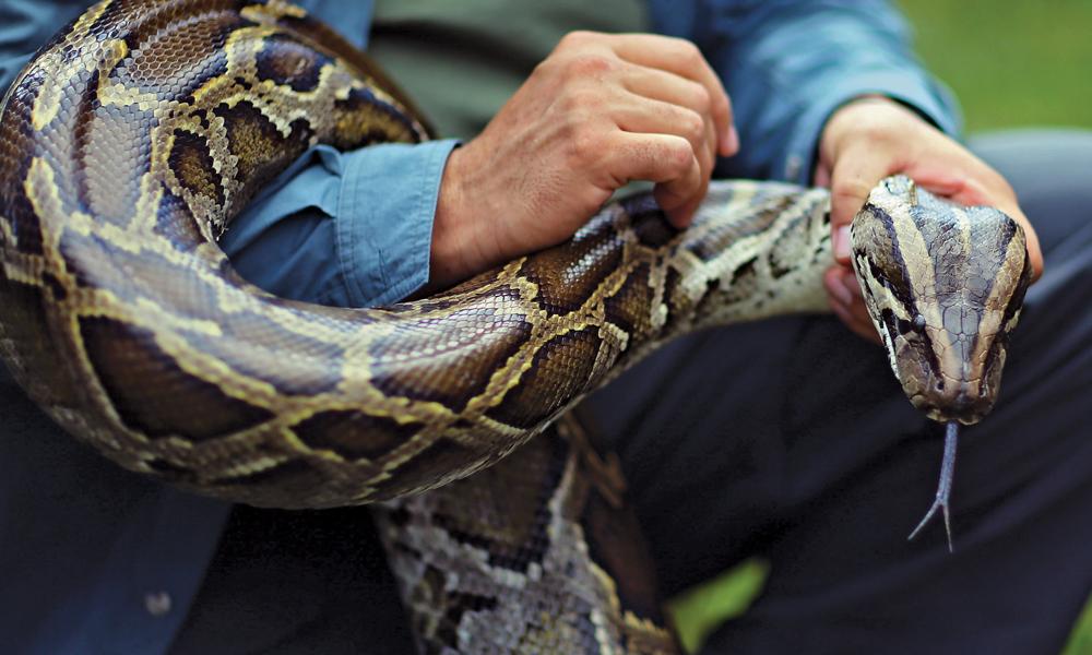 Snake coiled on arm