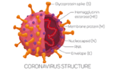 Coronavirus-structure