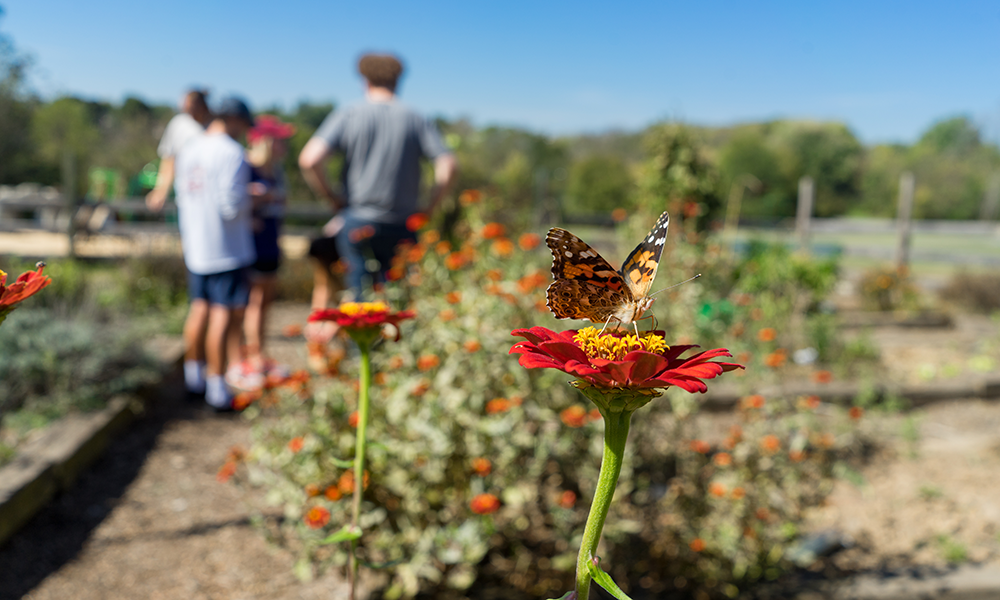 educational-garden