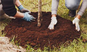 211013 edible forest tree planting thumbnail