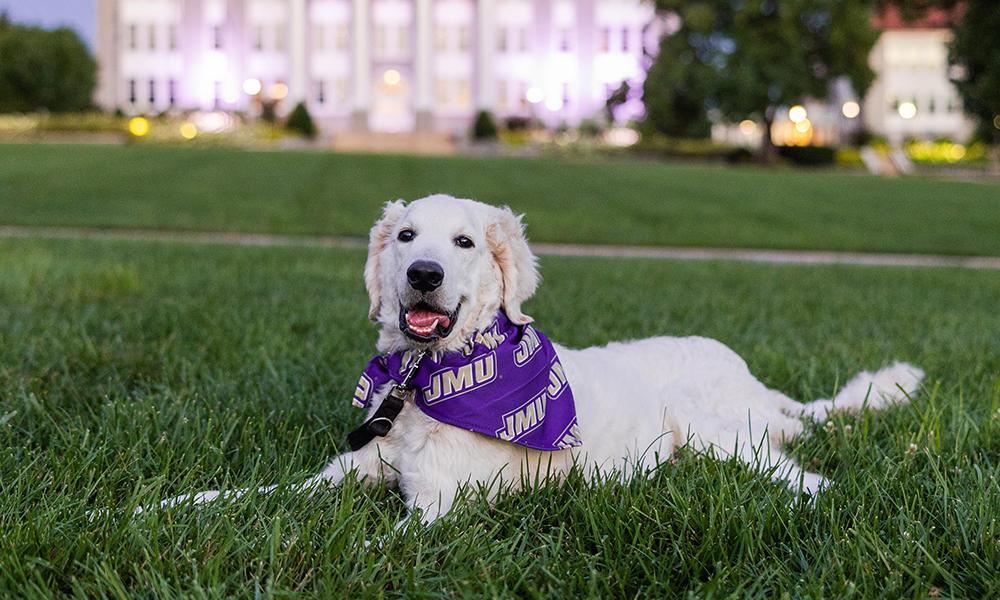 Maverick diabetic alert service dog