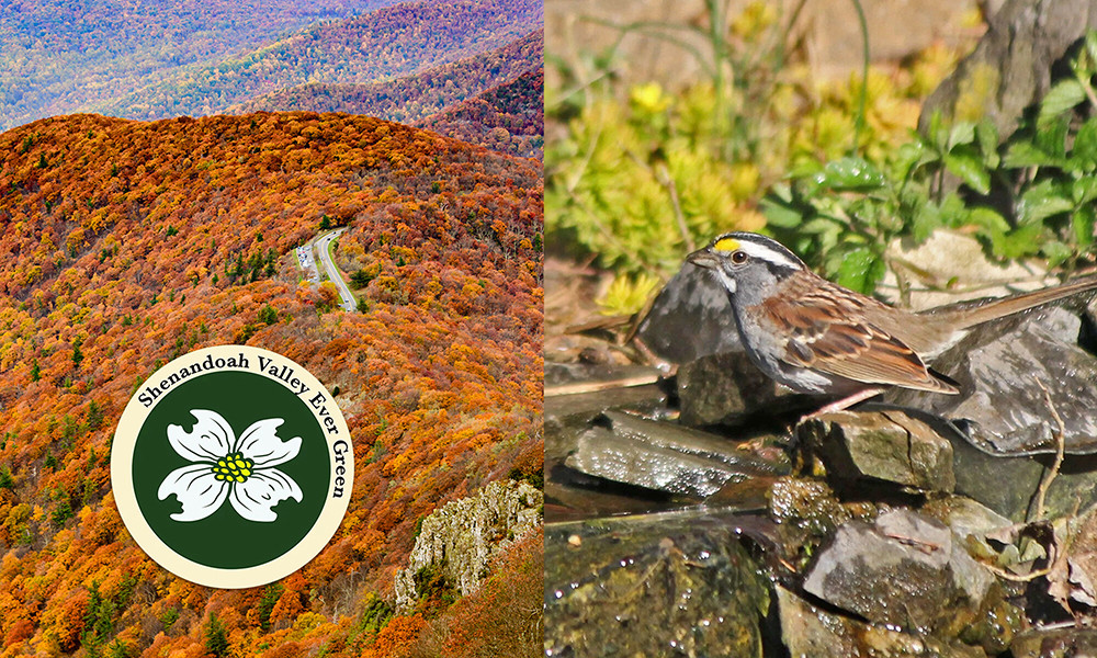 Shenandoah Valley Ever Green