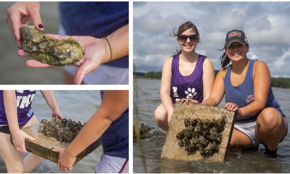 Student researchers and one of the Madison Trust donors work together to deploy the artificial oyster reefs in the Chesapeake Bay.