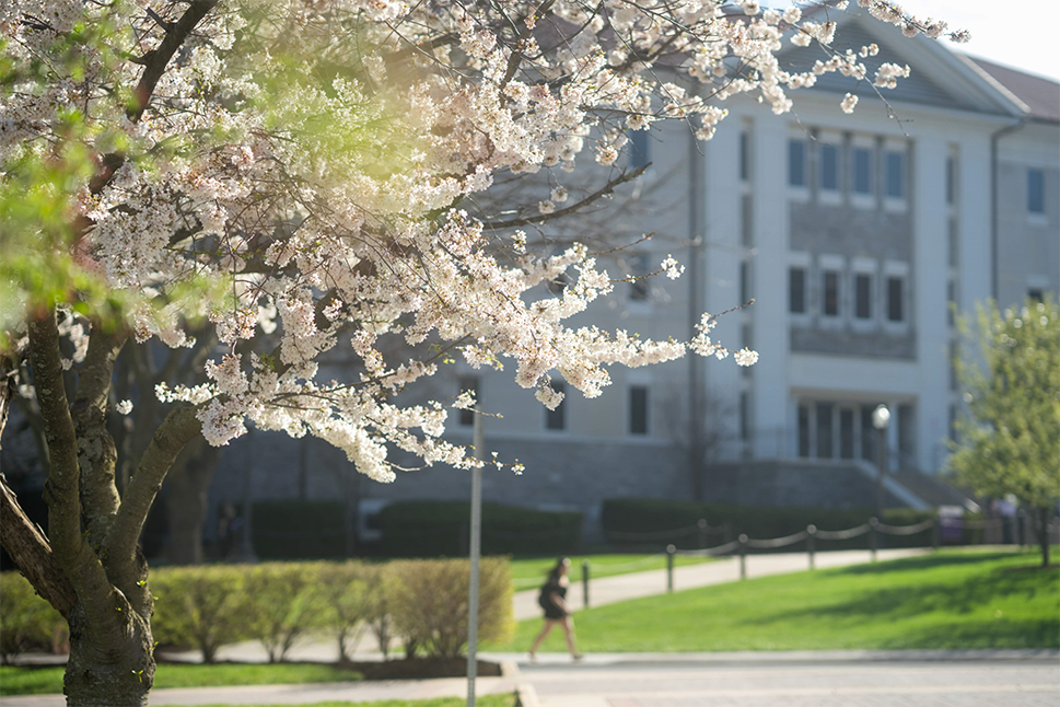 A spring tree in bloom with Burrus Hall and a student walking in the background