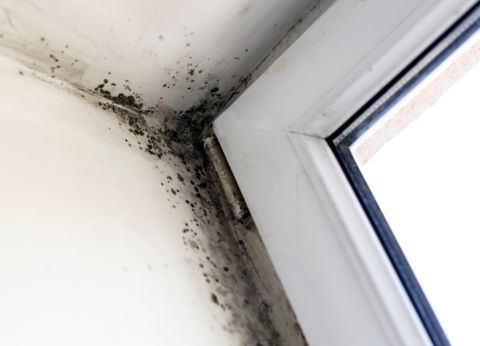 image for Mold Concerns