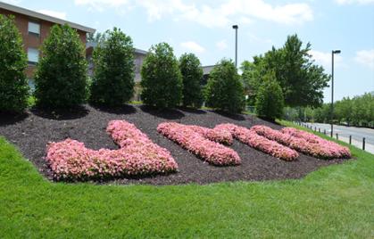 JMU in Summertime