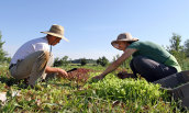 Dave and Lee O'Neill harvesting produce together