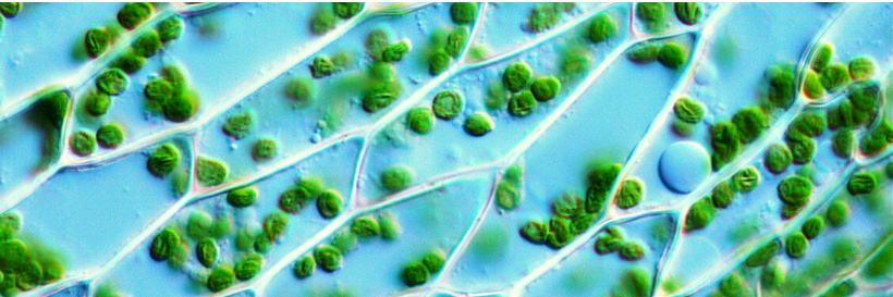 Chloroplasts