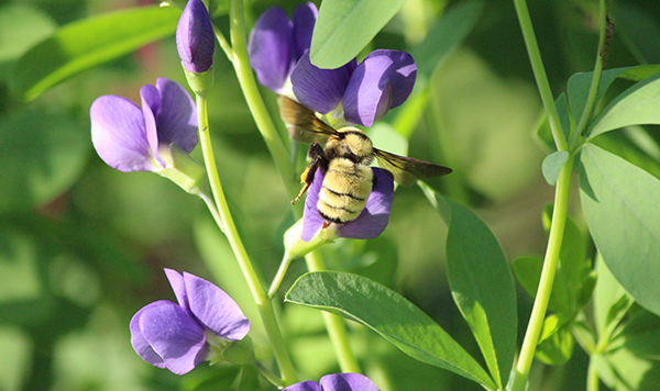 Goodall_yellow_bumblebee_600x360.jpg