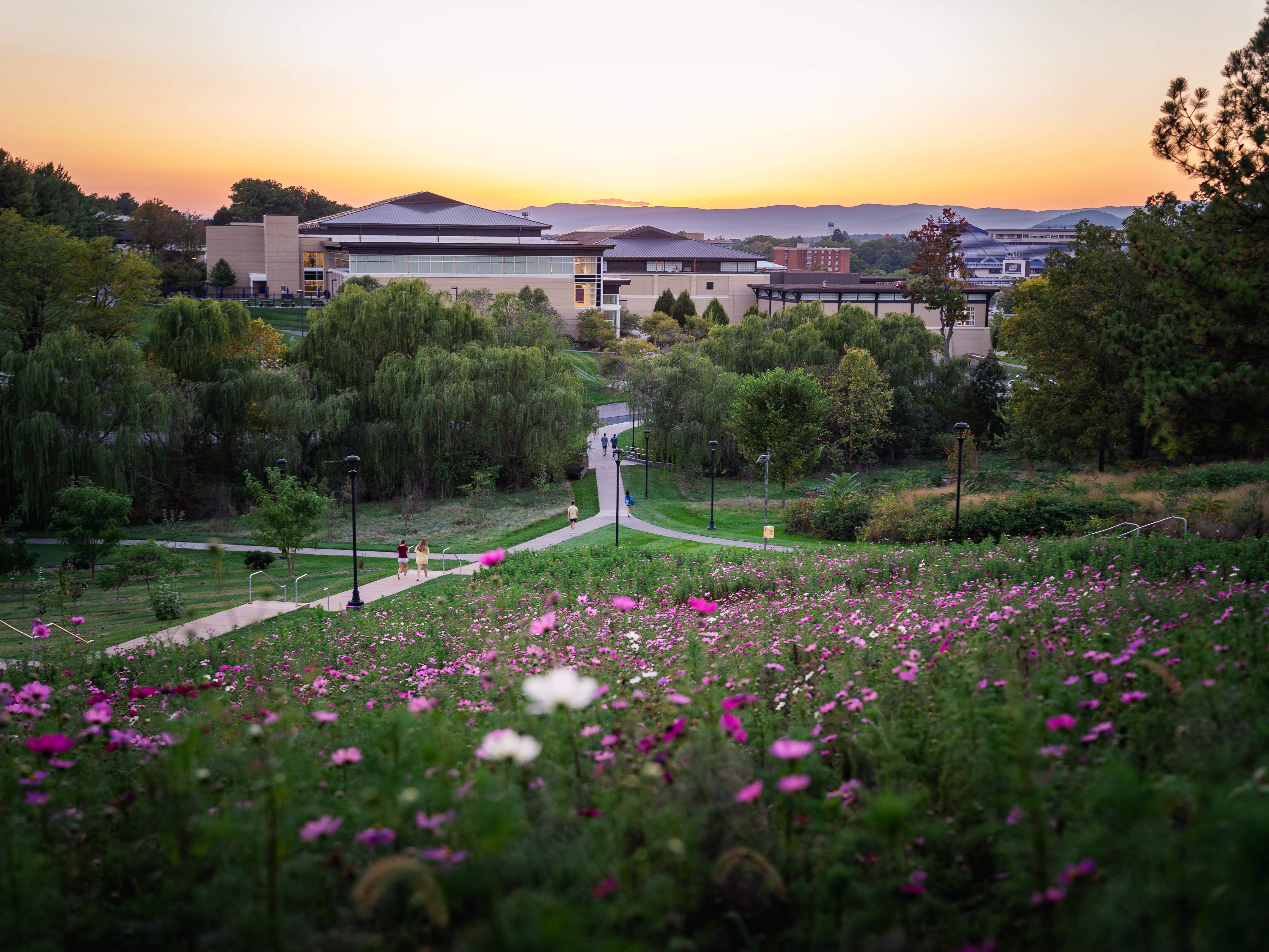 meadow with purple flowers in foreground and university recreation center and mountain range in background