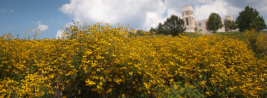 East Campus Hillside