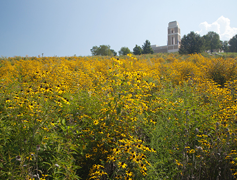 image for East Campus Hillside