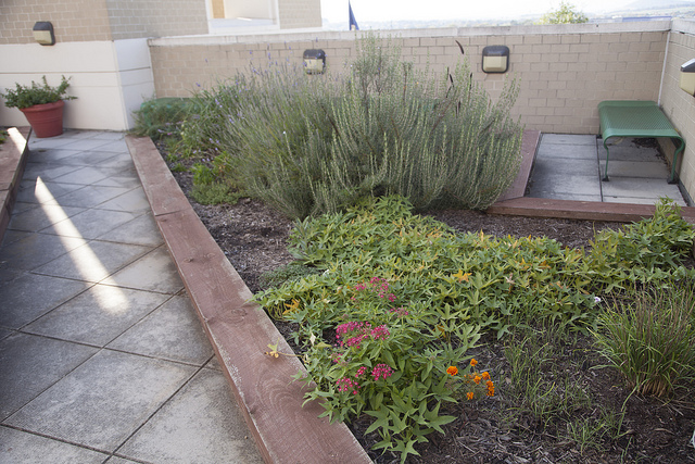 ISAT Patio Garden