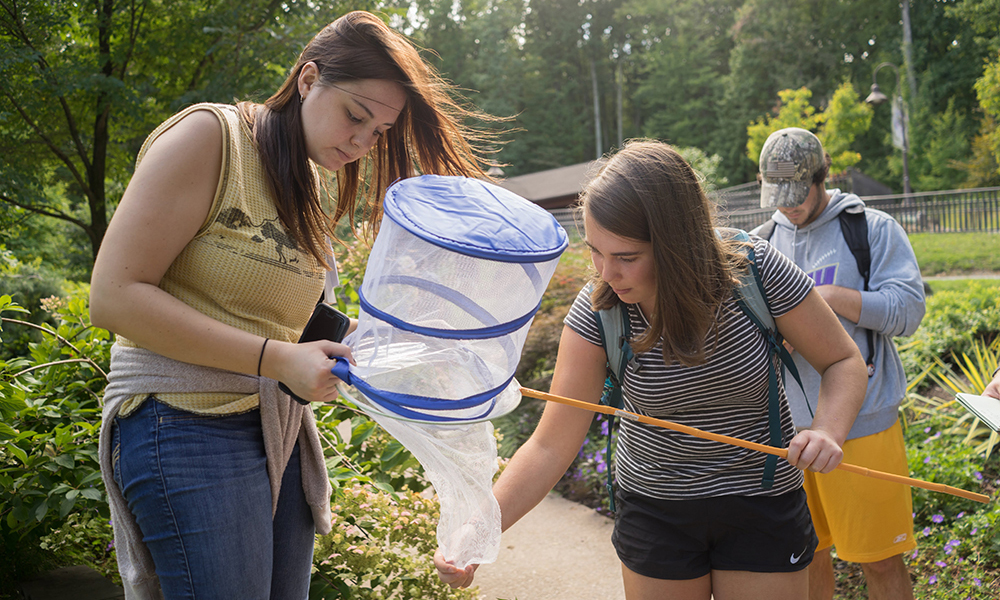 University students catching butterflies in a botanical garden