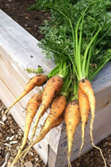 Garden carrots