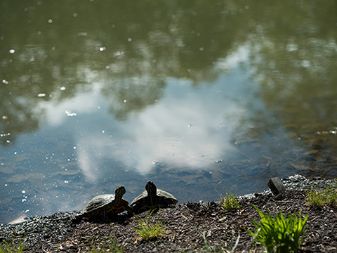 image for Edith J. Carrier Arboretum