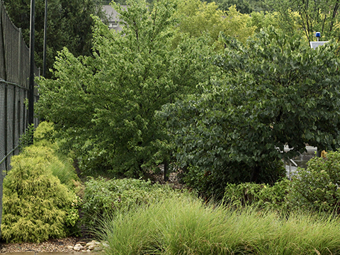 image for Sibert Creek Rain Garden