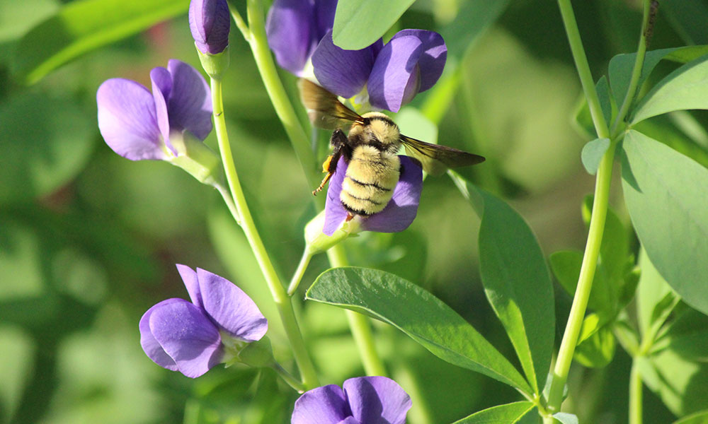 Environmental Stewardship Tour: East Campus Hillside - JMU