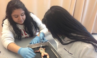 Photo of two middle-school students dissecting frog