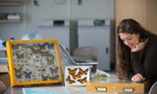 Math major Emily Hunt creating a matrix population model for monarch butterflies 