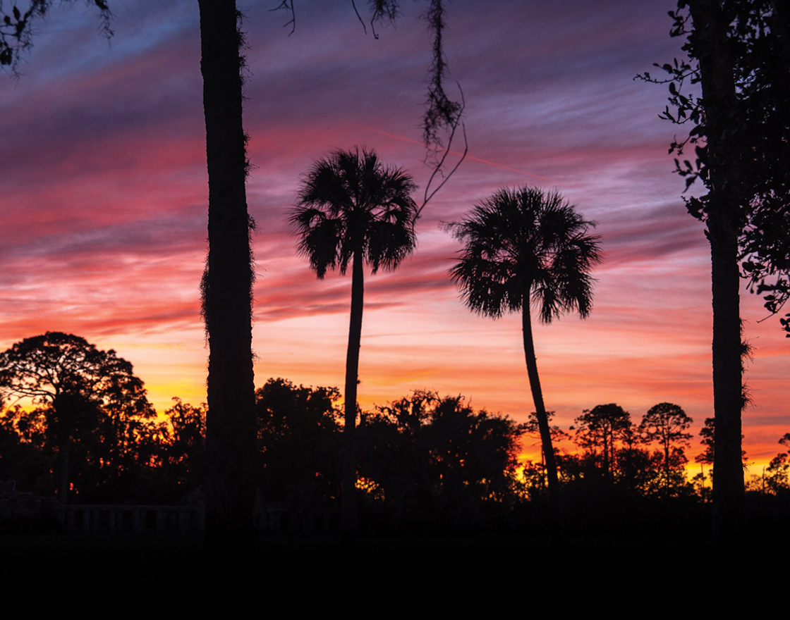 Silhouetted palm trees and forest line against a vivid pink, orange, and purple sunset sky.