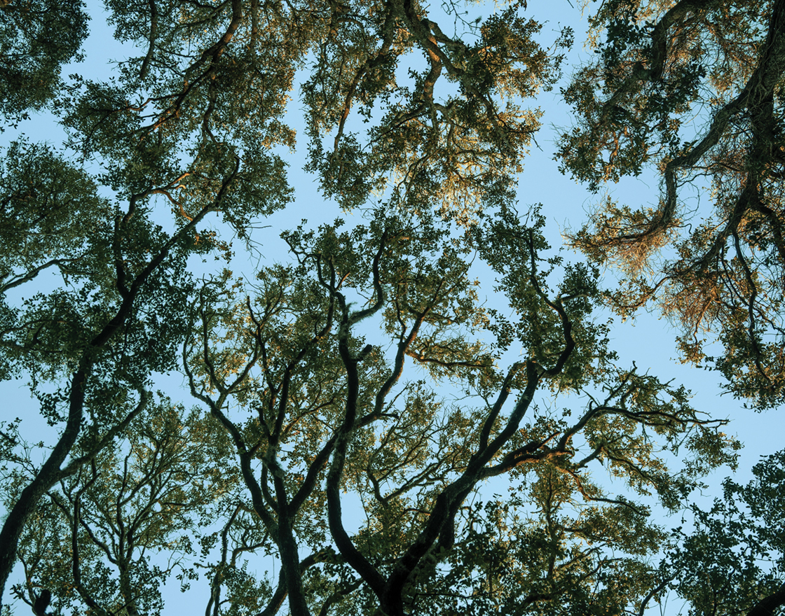 Looking up through a canopy of leafy tree branches against a clear blue sky.