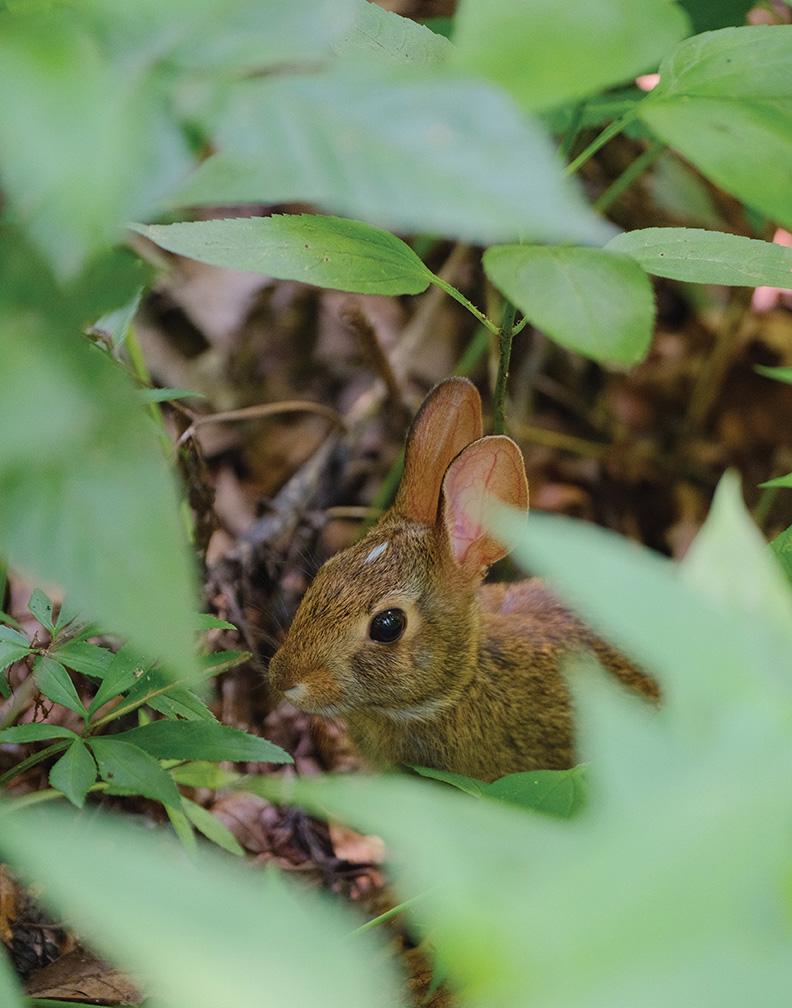 A rabbit rests on the forest floor, framed by out-of-focus green leaves