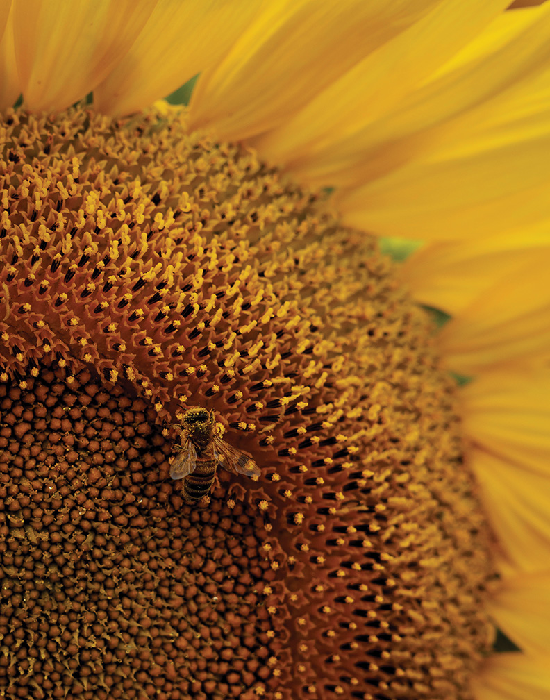 A close-up of a bumble bee resting on the middle of a sunflower