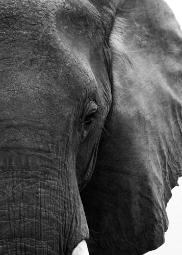Black and white photo of an elephant's face