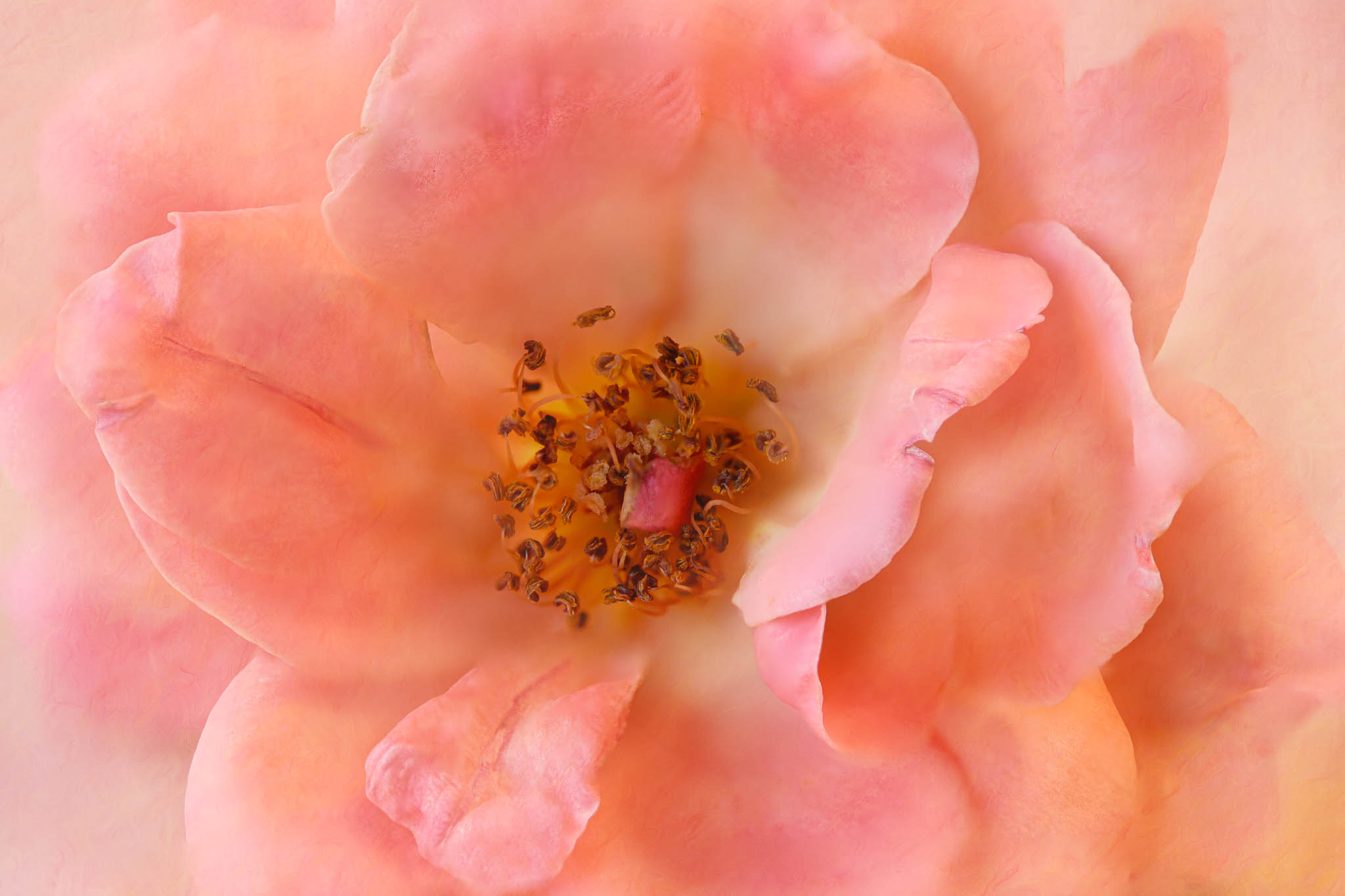 Glory to Glory: Beauty in Every Bloom