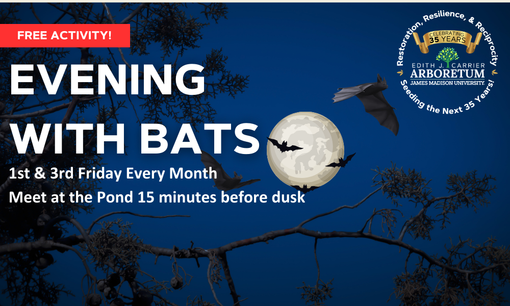 image of moon and bats