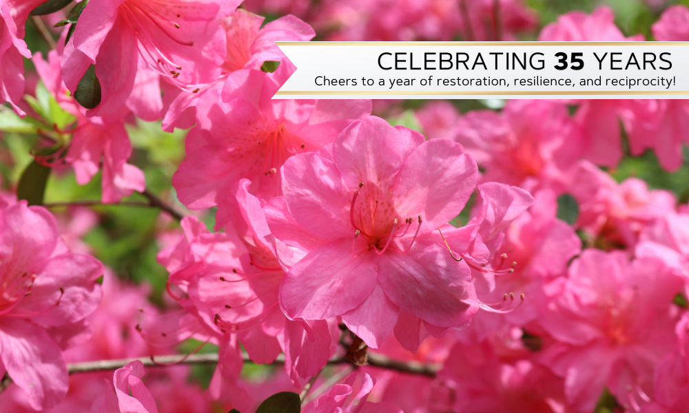 Close up of azaleas with banner celebrating 35 years