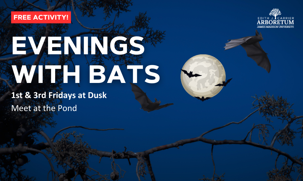 flyer for bi-weekly meets up to monitor emerging bats