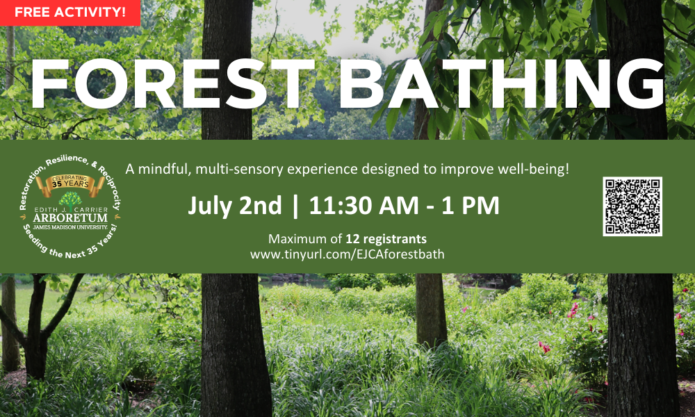 Forest bathing in May with Tamera Helms