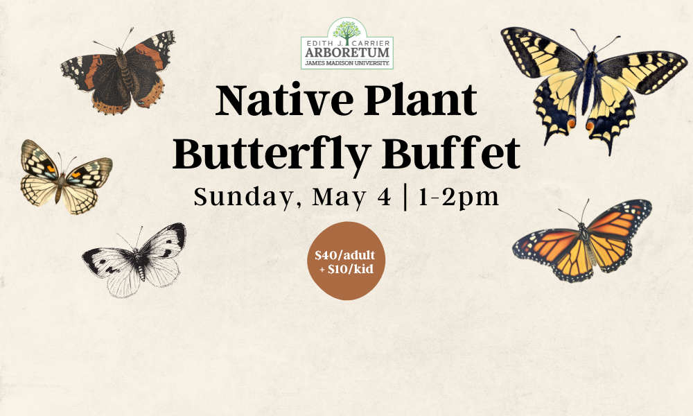 Flyer for native plant butterfly buffet workshop