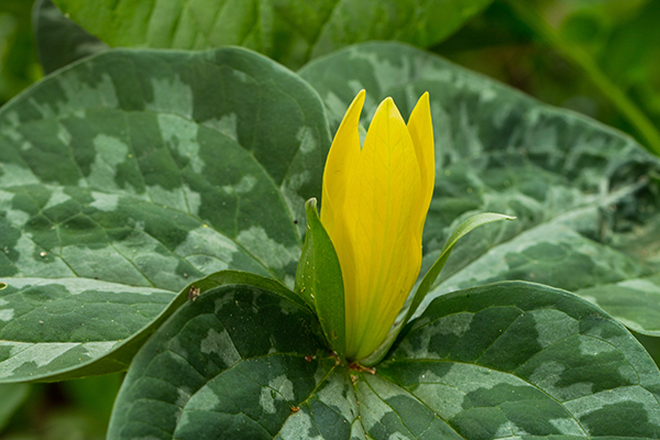 Yellow Wakerobin, Wood Lily