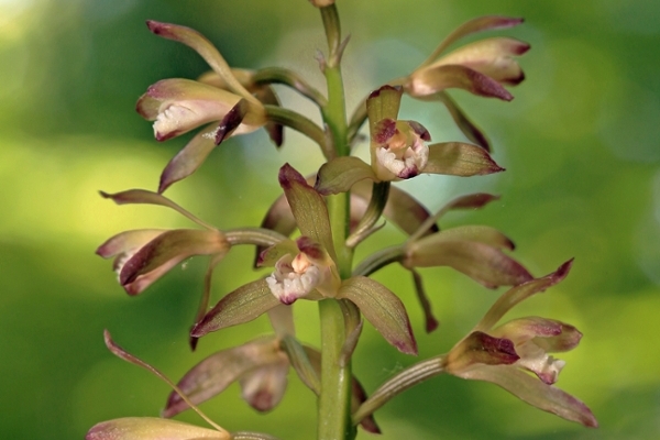 Putty Root Orchid