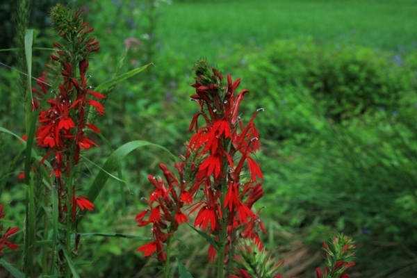 Red Cardinal Flower