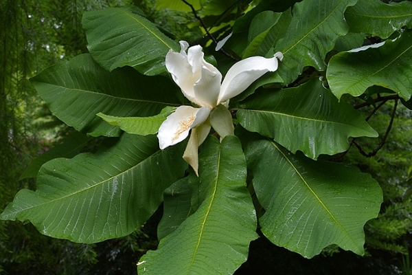 Big Leaf Magnolia