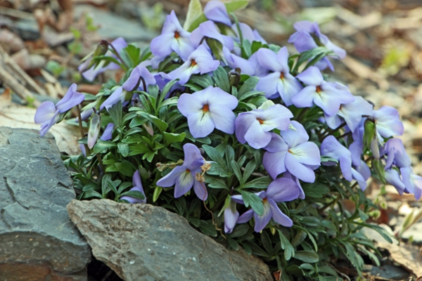 Bird's Foot Violet, Mountain Pansy
