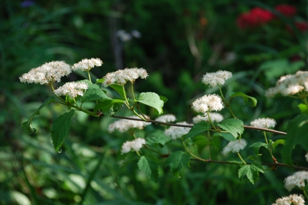 Maple-leaf Viburnum (Dockmackie)