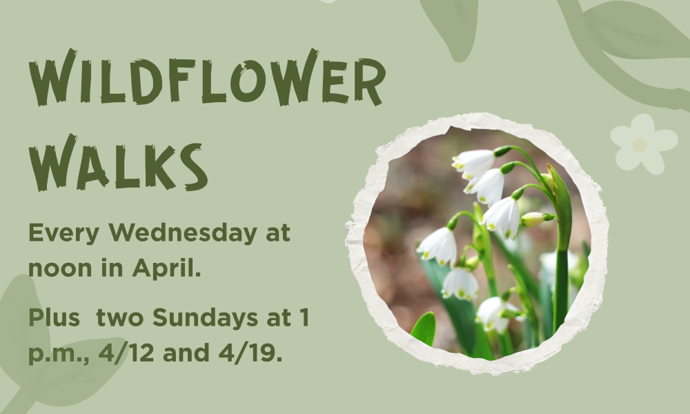 Wildflower Walks at the Arboretum