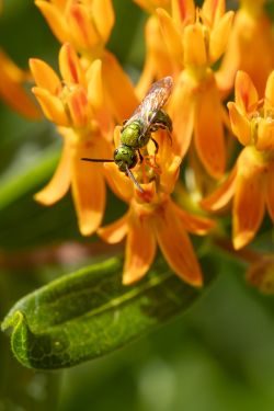 green sweat bee on butterfly weed by Scott Jost