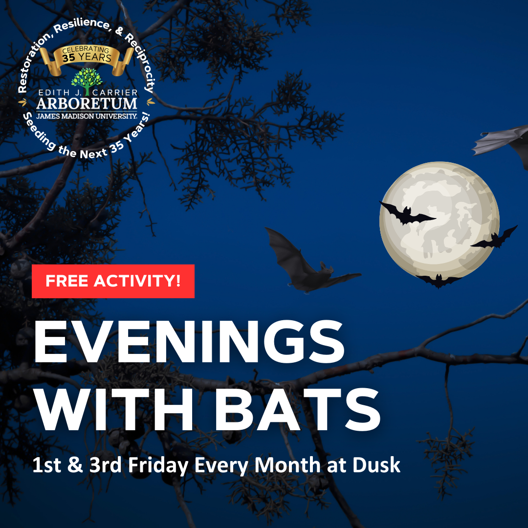 flyer for bimonthly bat monitoring program